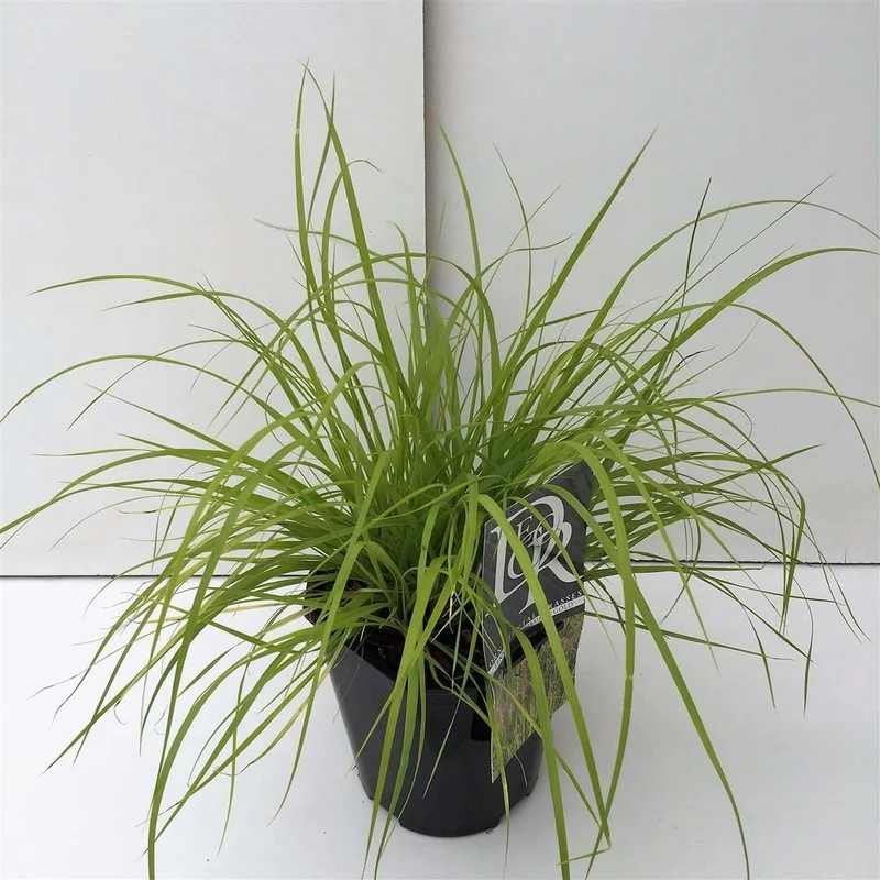 Pennisetum al. 'Hameln Gold' C2 (2 liters kruka)