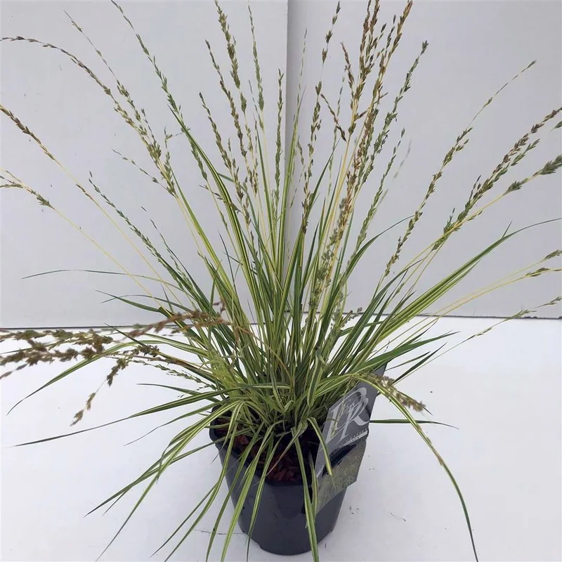 Molinia caerulea 'Variegata' C2 (2 liters kruka) / 17 cm kruka