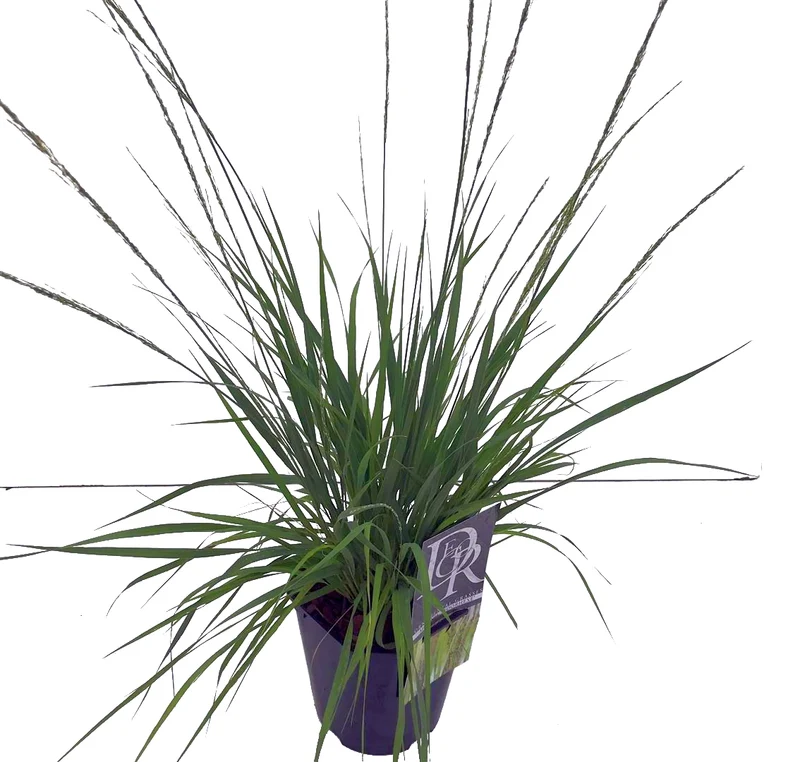 Molinia caerulea 'Moorhexe' C2 (2 liters kruka)