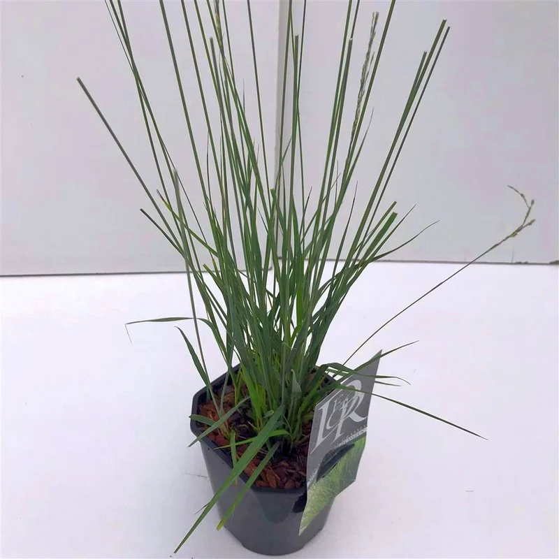 Molinia caerulea 'Edith Dudszus' C2 (2 liters kruka)