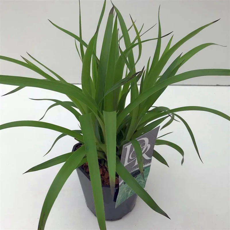 Luzula sylvatica C2 (2 liters kruka)