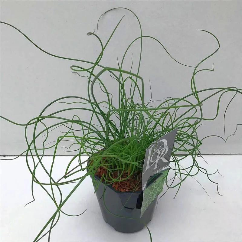 Juncus effusus 'Spiralis' C2 (2 liters kruka)