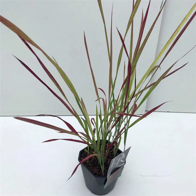 Imperata cylindrica 'Red Baron' C2 (2 liters kruka)