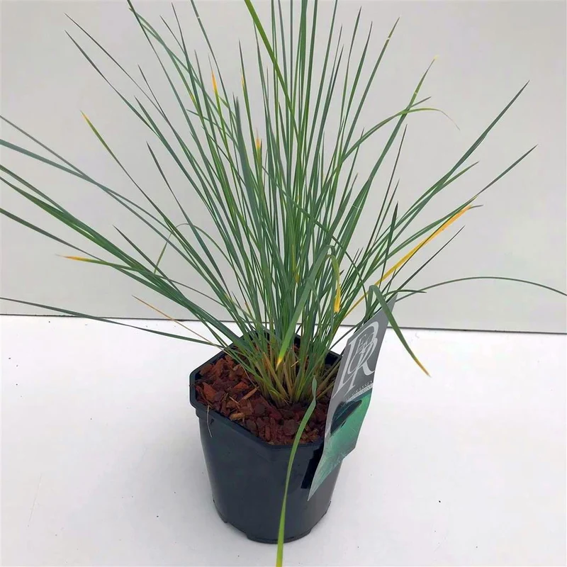 Helictotrichon sempervirens C2 (2 liters kruka) / 17 cm kruka