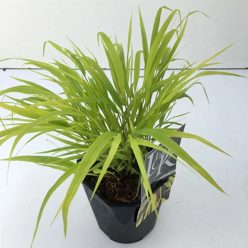 Hakonechloa macra 'Sunflare' C2 (2 liters kruka)