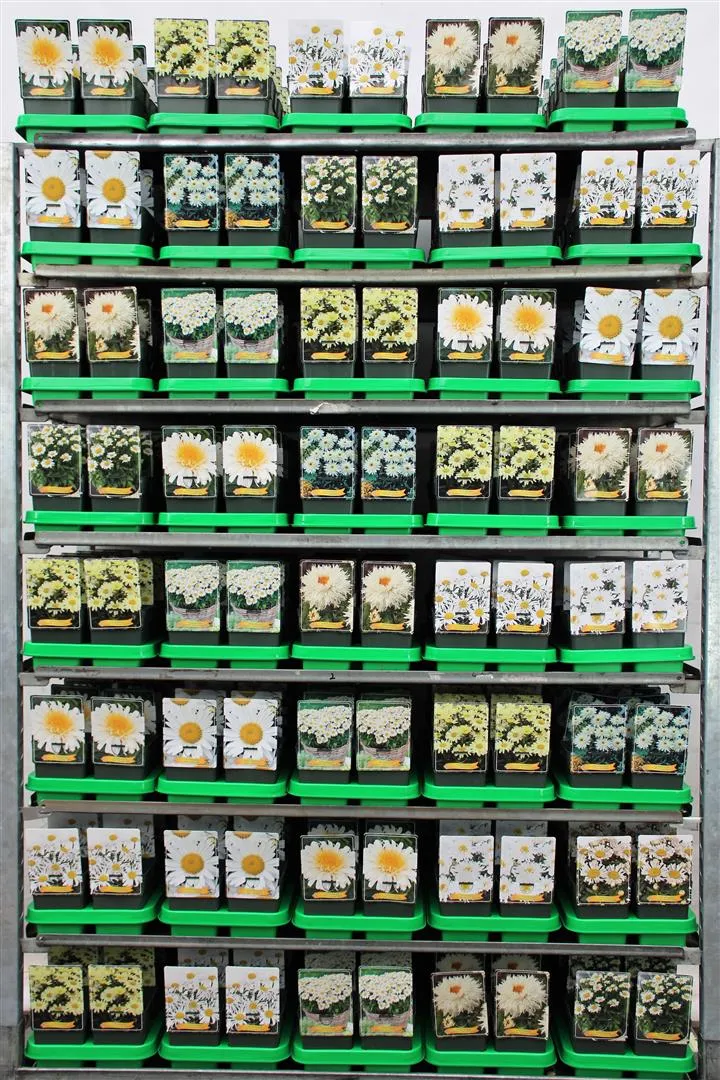 Leucanthemum i olika sorter - 11 cm kruka
