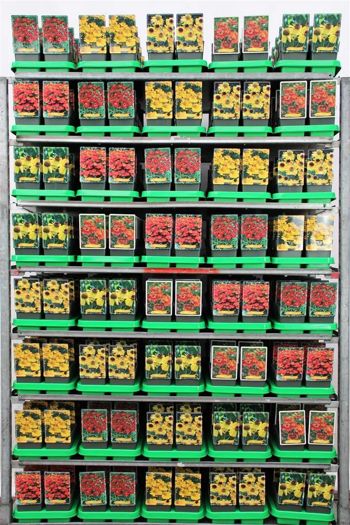 Helenium i sorter - 11 cm kruka