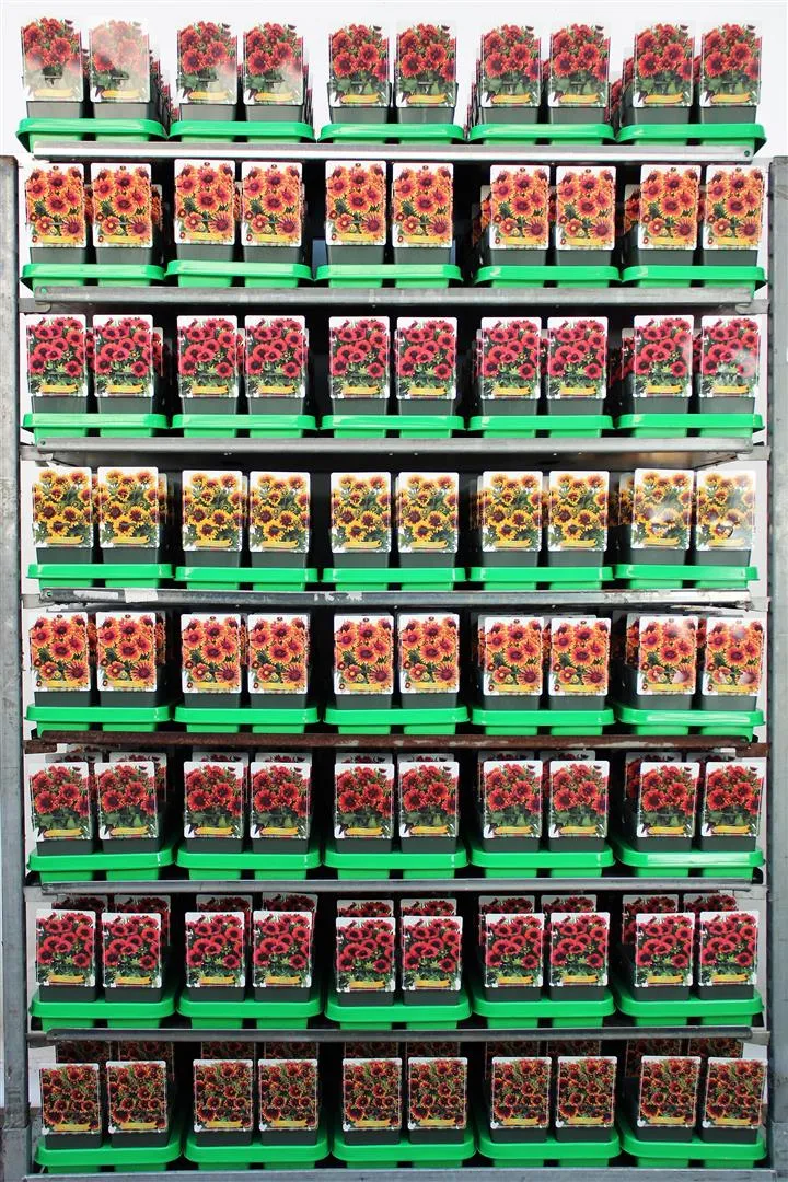 Gaillardia i sorter - 11 cm kruka