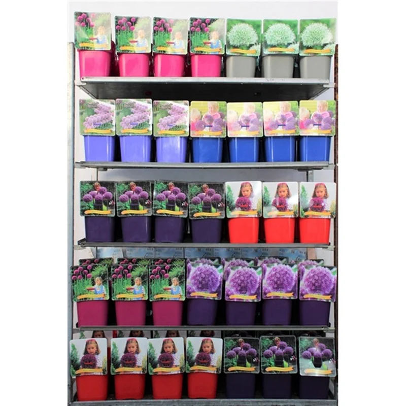 Allium i sorter C5 (5 liters kruka) / 23 cm kruka
