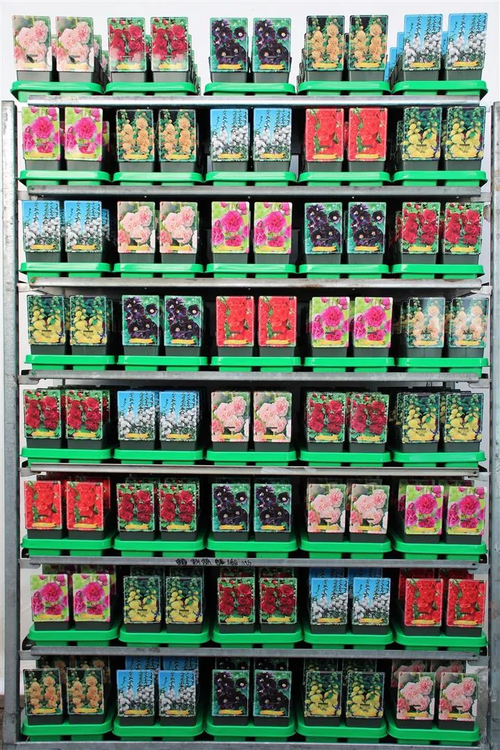Stockros (Alcea) i sorter 11 cm kruka