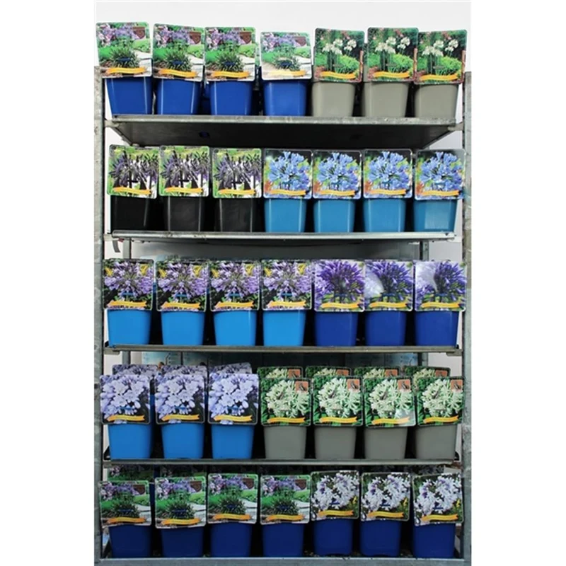 Agapanthus i olika sorter C5 (5 liters kruka)