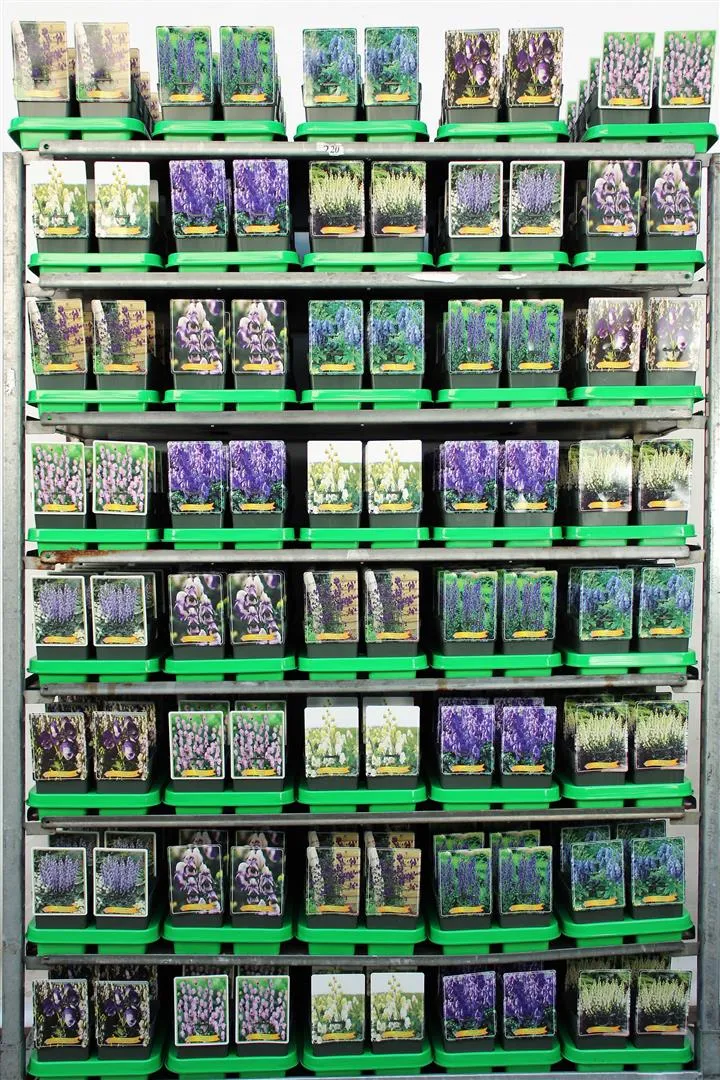Aconitum i sorter 11 cm kruka
