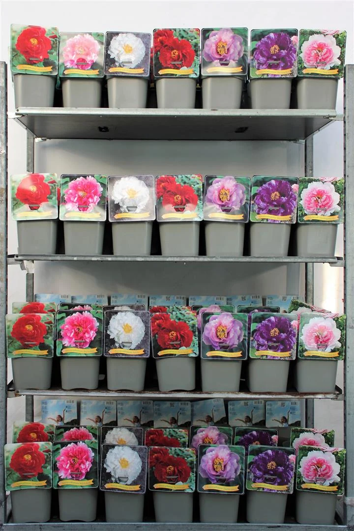 Paeonia suffruticosa C5 (5 liters kruka) / 23 cm kruka