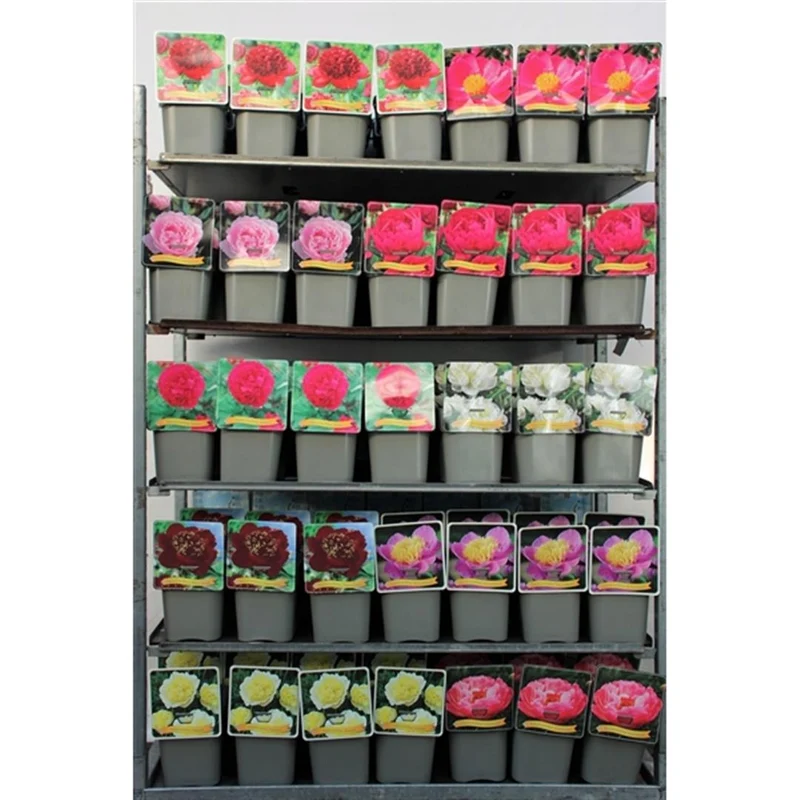 Paeonia lactiflora C5 (5 liters kruka)