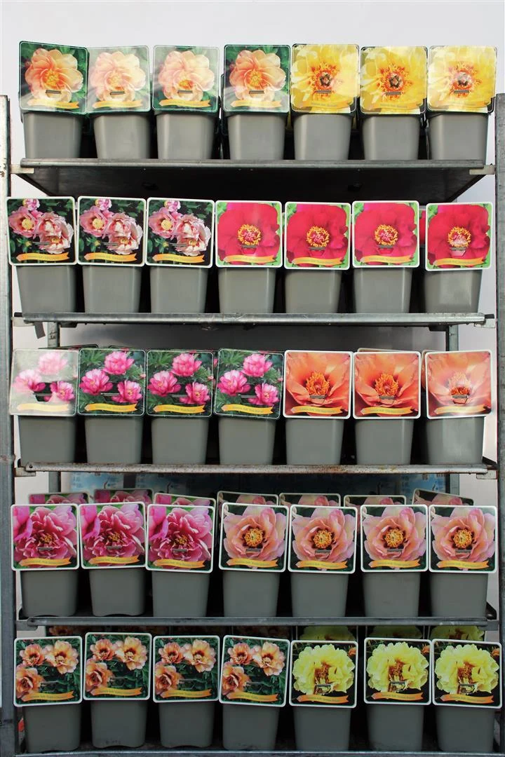 Paeonia itoh - Olika sorter C5 (5 liters kruka / 23 cm kruka)