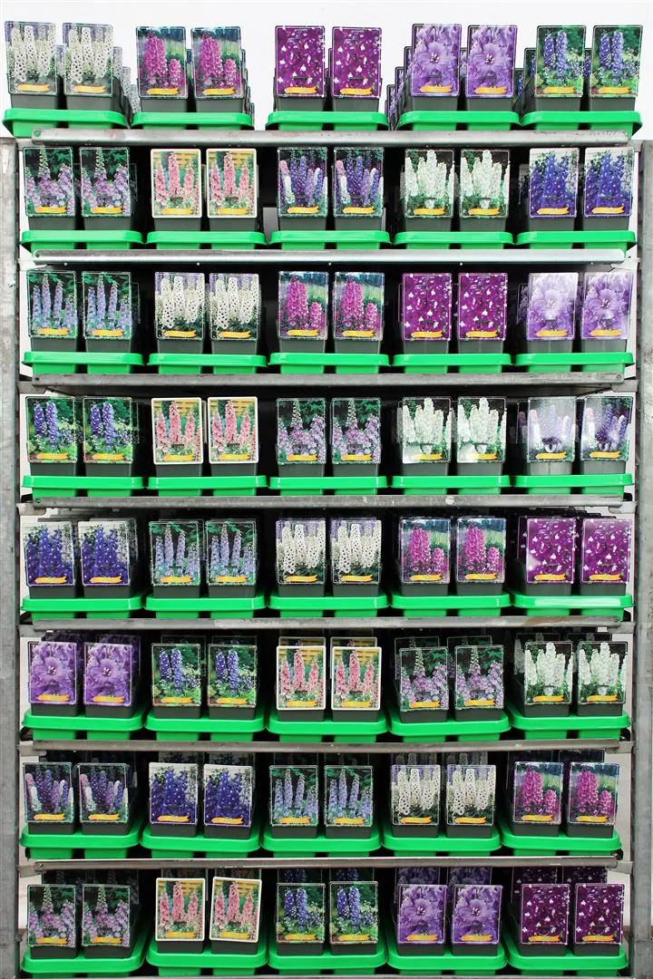 Delphinium i olika sorter - 11 cm kruka