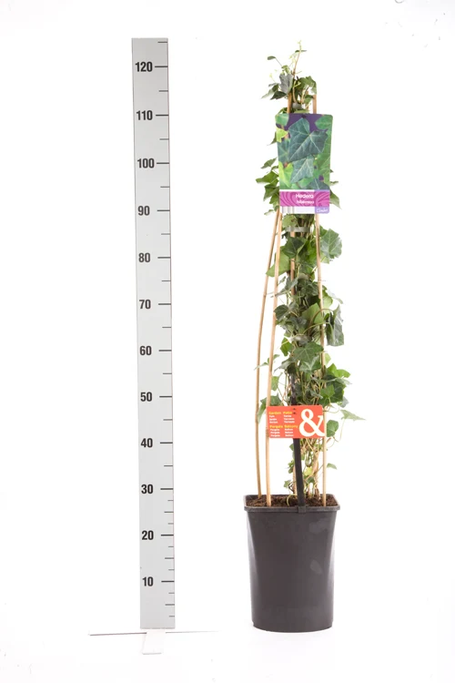 Hedera hibernica C5 (5 liters kruka) 215 cm