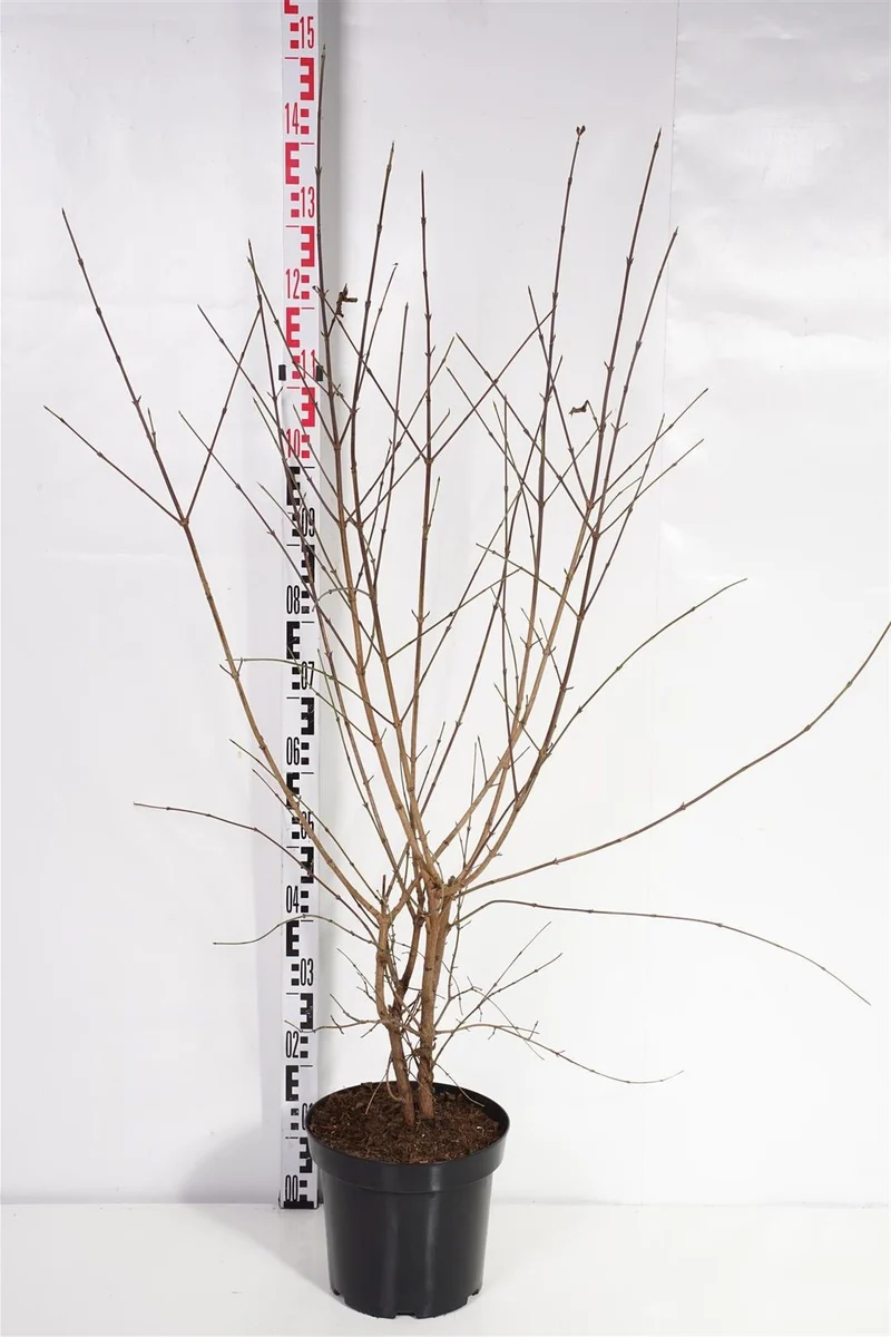 Cornus mas 100-125 cm C7,5 (7,5 liters kruka)