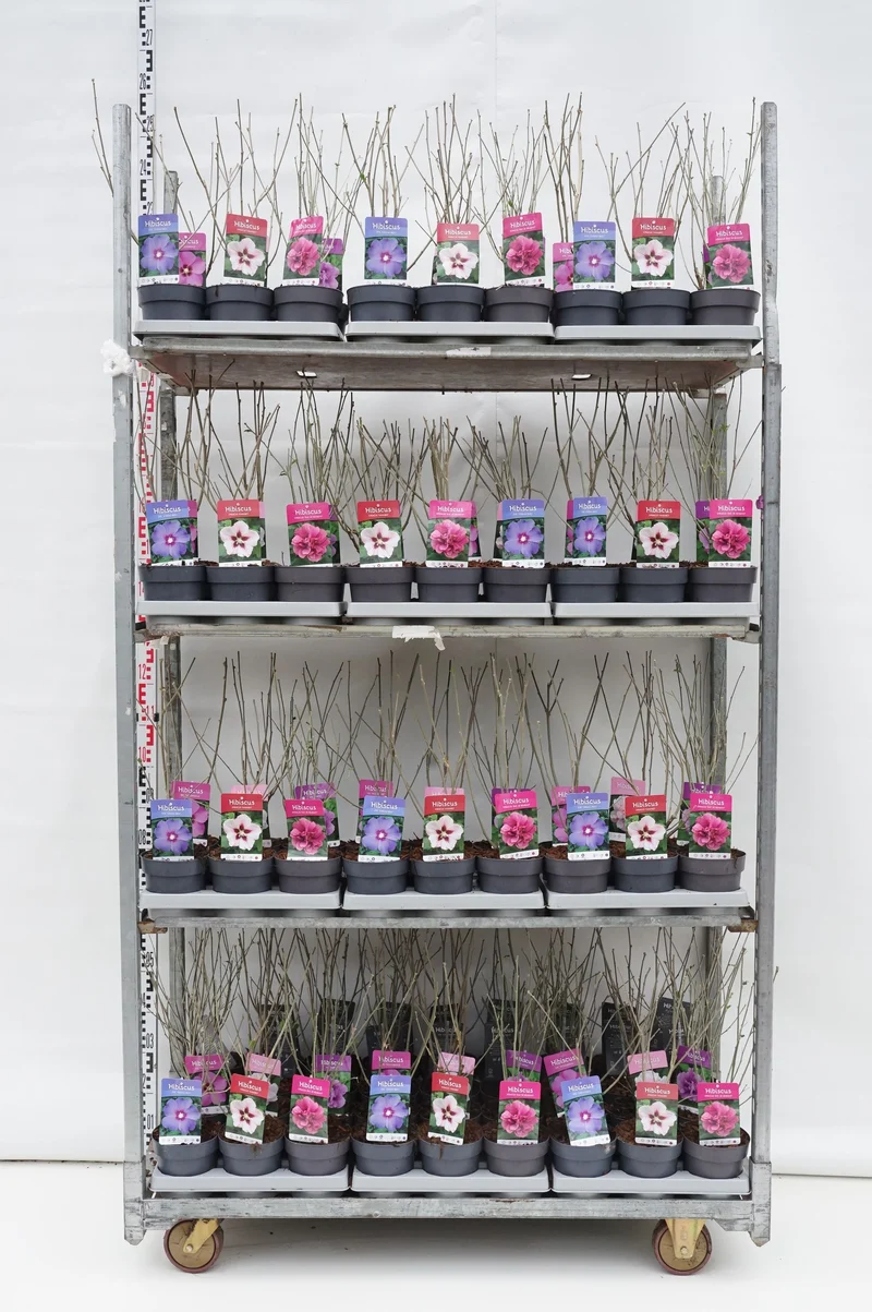 Hibiscus i sorter C1,5 (1,5 liters kruka) / 15 cm kruka 25-30 cm