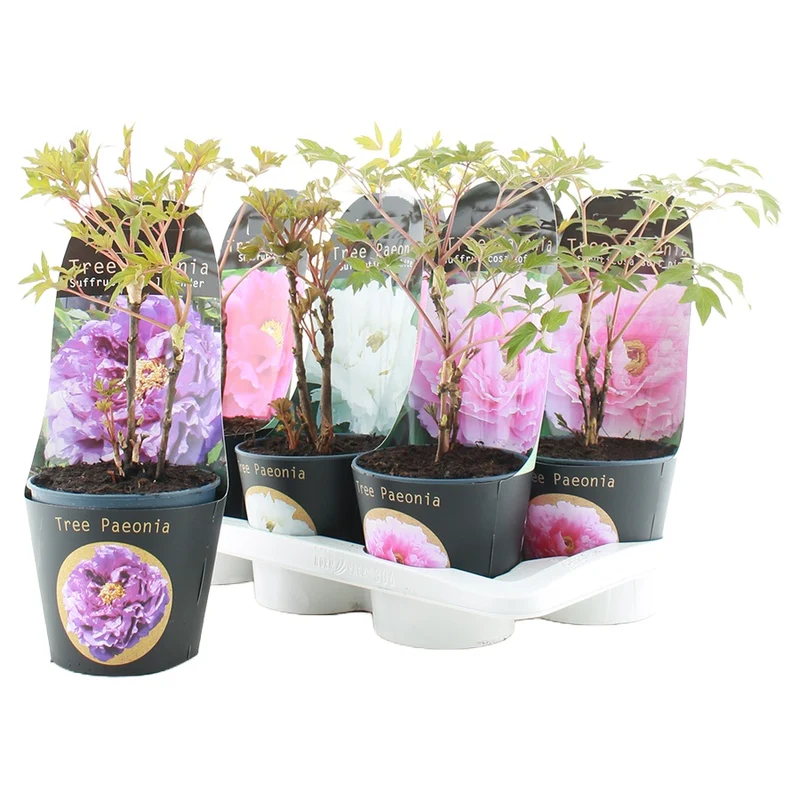 Paeonia suffruticosa i sorter – C2 (2 liters kruka) med kruköverdrag