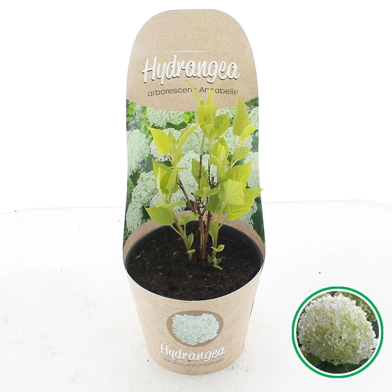 Hydrangea arb. 'Annabelle' C2 (2 liters kruka) / 17 cm kruka med ytterkruka