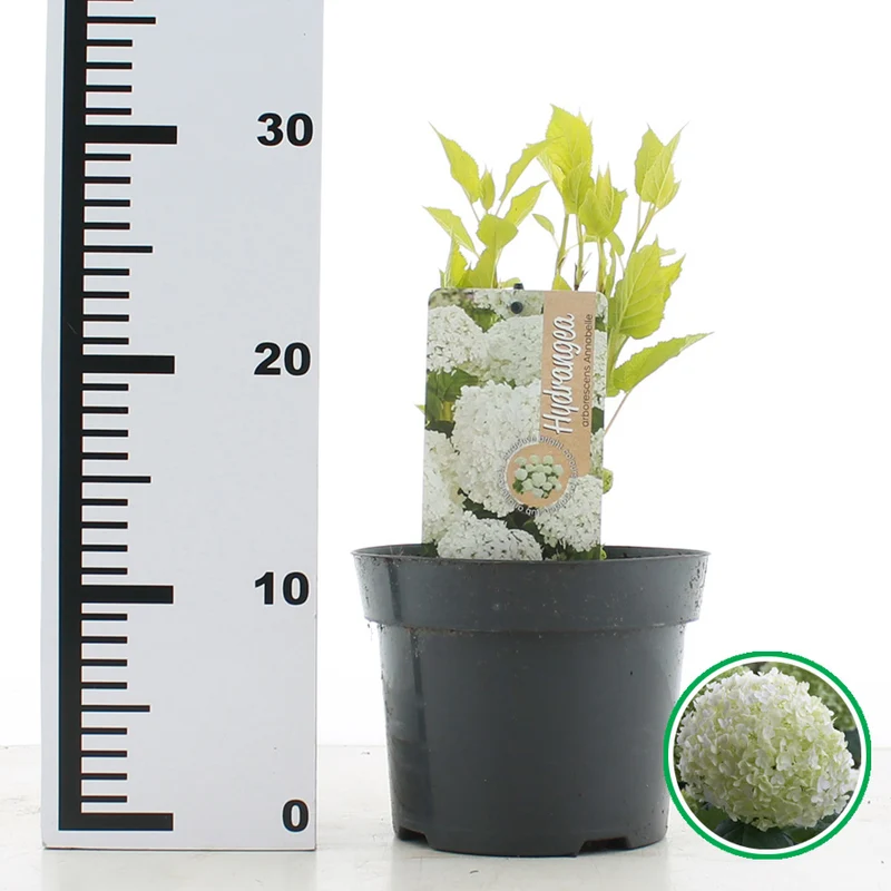 Hydrangea arb. 'Annabelle' C2 (2 liters kruka / 17 cm kruka)