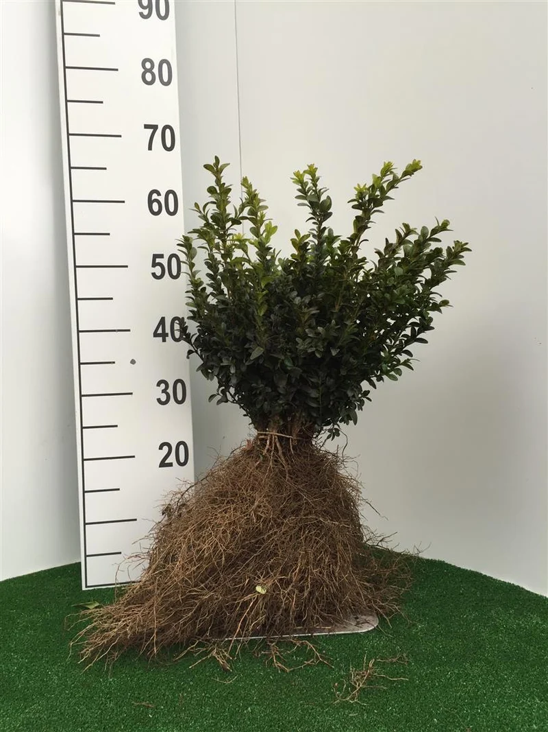 Buxus sempervirens 0+2 20-25 cm