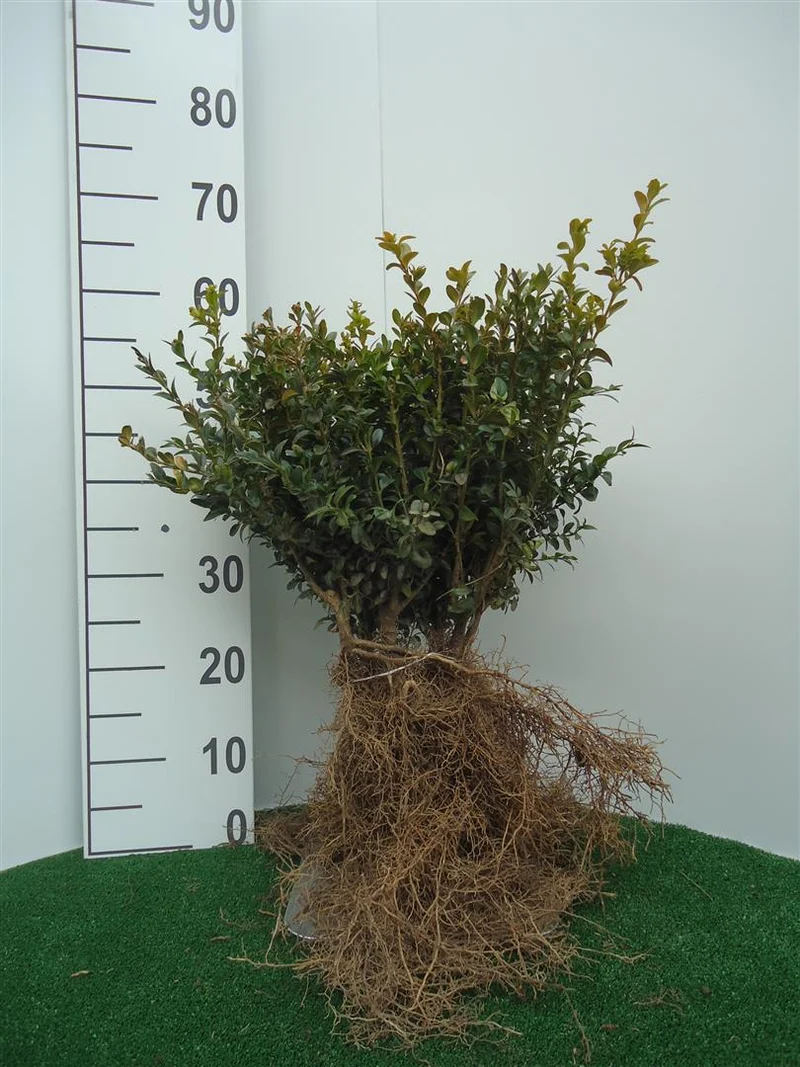 Buxus sempervirens 25-30 cm (0+2)