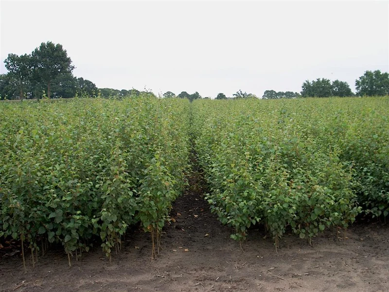 Betula pendula 1+1 120-150 cm
