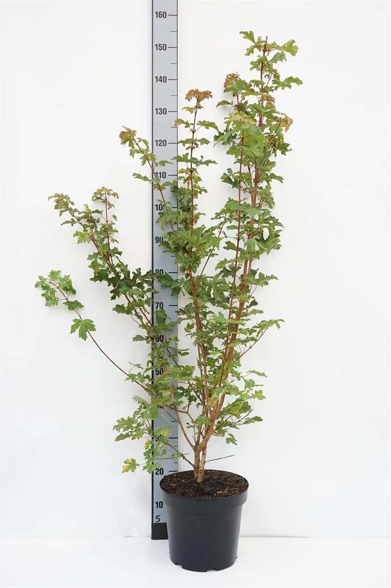 Acer campestre C7,5 (7,5 liters kruka) 100-125 cm