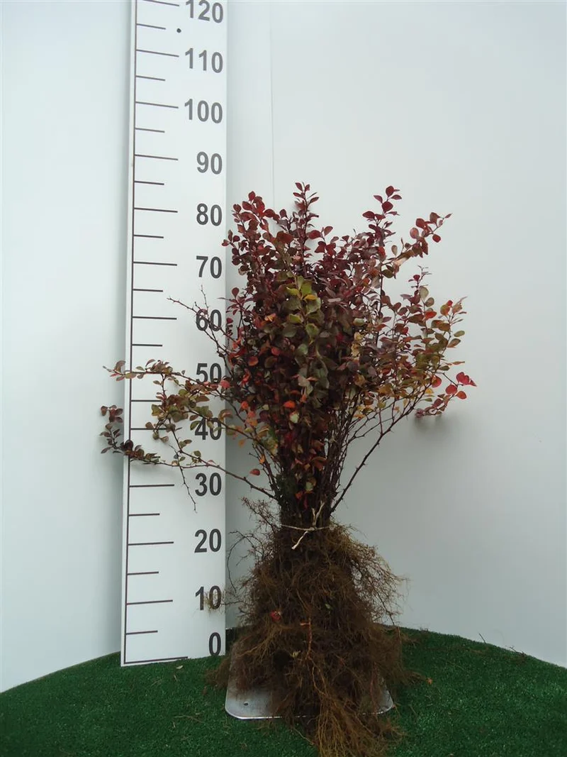 Berberis thunb. 'Atropurpurea' 30-40 cm