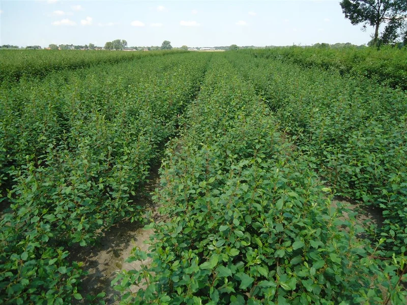 Frangula alnus (Rhamnus) 1+1 60-100 cm
