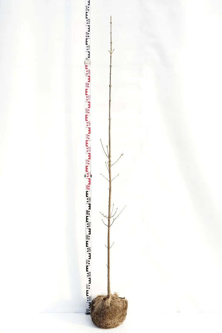 Acer pseudoplatanus 175-200 cm barrot