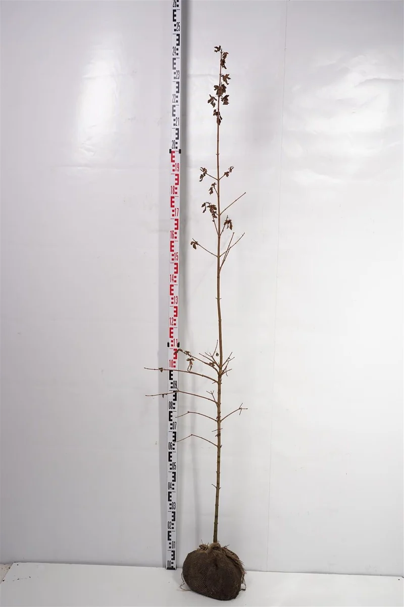 Acer campestre 175-200 cm rotklump