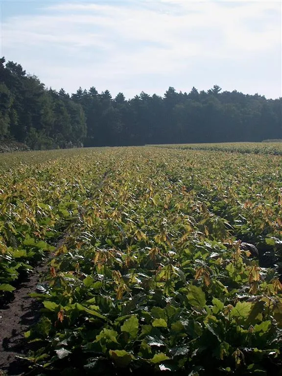Castanea sativa 40-60 cm