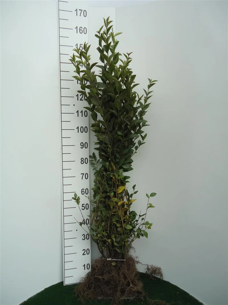 Ligustrum ovalifolium 60-80 cm