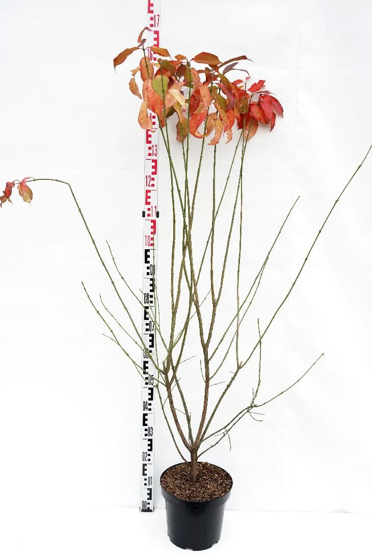 Euonymus europaeus 100-125 cm C7,5 (7,5 liters kruka)