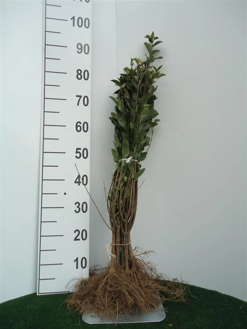Bredbladig liguster (Ligustrum ovalifolium) 0+1 20-40 cm