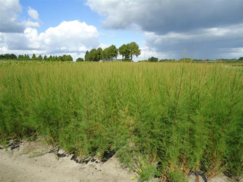 Tamarix tetrandra 50-80 cm