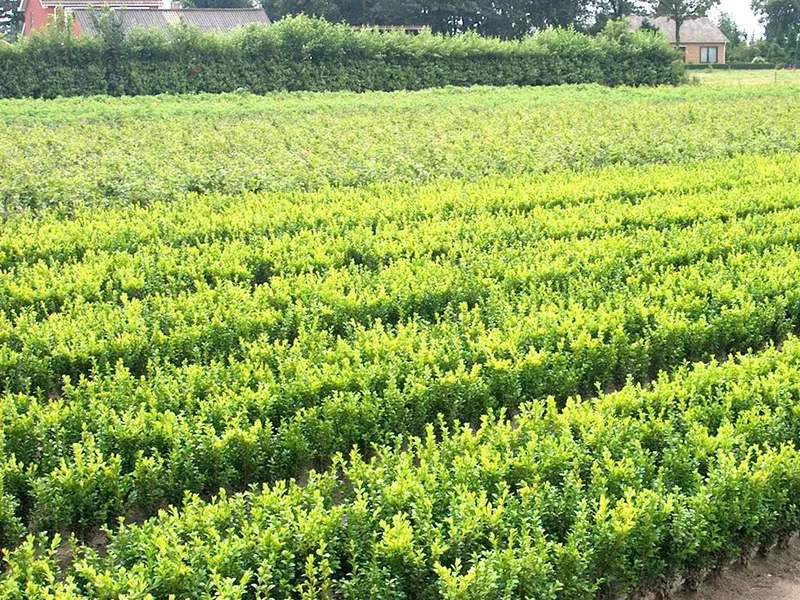 Buxus sempervirens 30-35 cm (0+2 barrot)