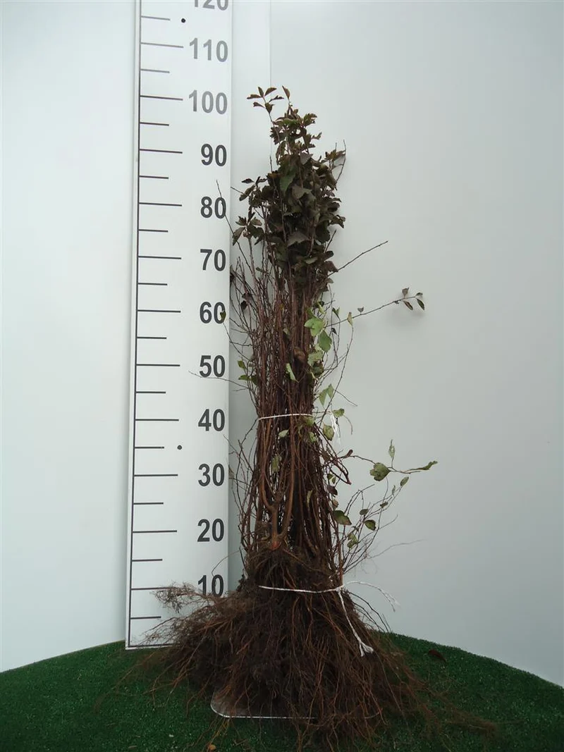 Spiraea vanhouttei 40-60 cm