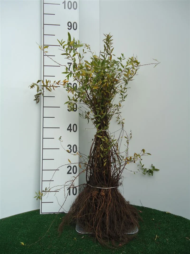 Spiraea cinerea 'Grefsheim' 40-50 cm