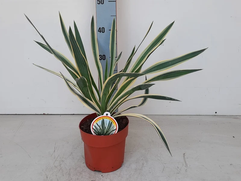 Yucca gloriosa 'Variegata' C2 (2 liters kruka) 35-40 cm