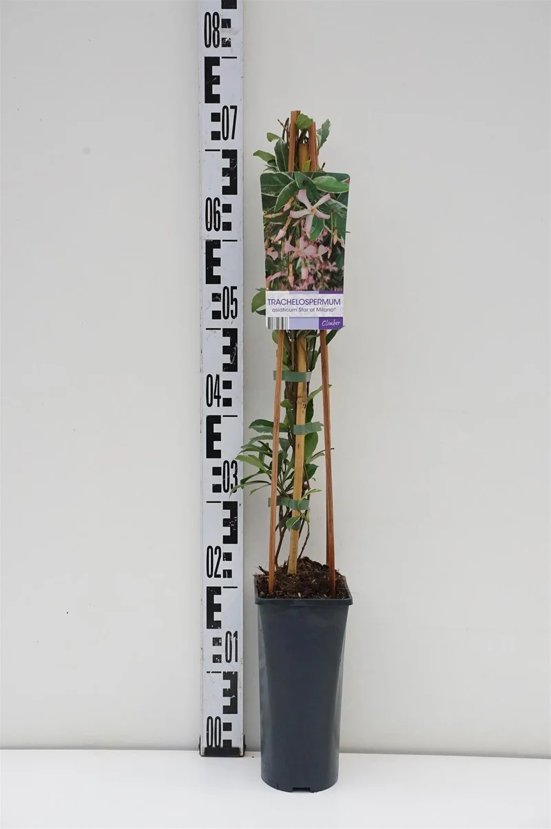 Trachelospermum a. 'Star of Milano' C2,5 (2,5 liters kruka) 70 cm