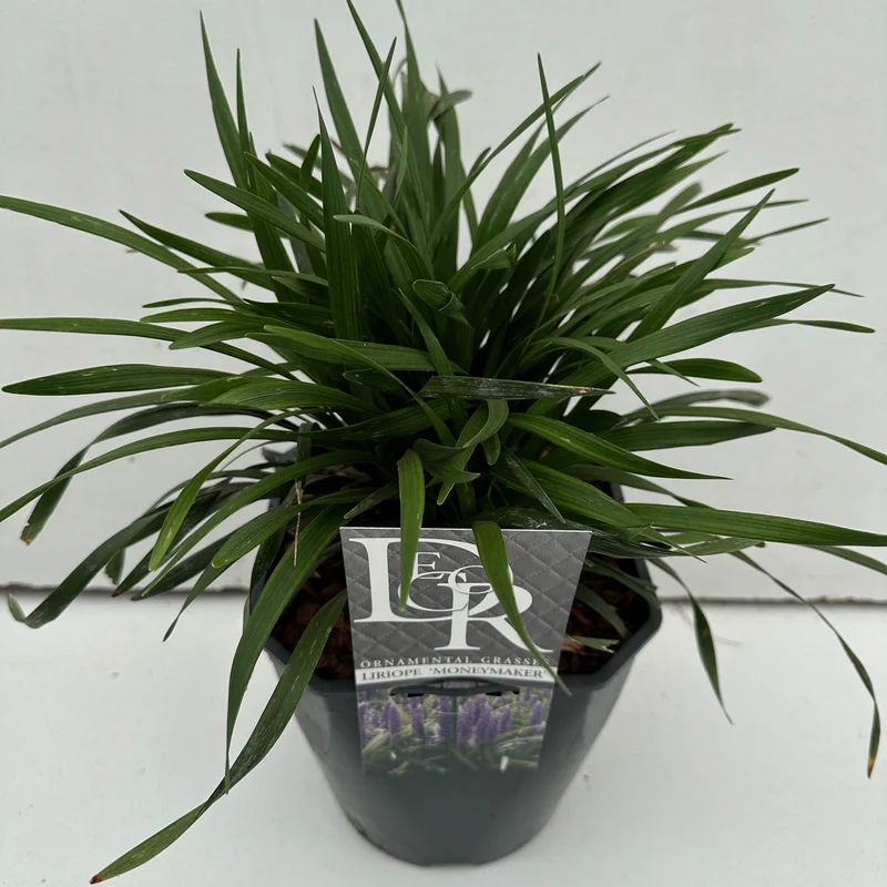 Liriope muscari 'Moneymaker' C5 (5 liters kruka) / 23 cm kruka