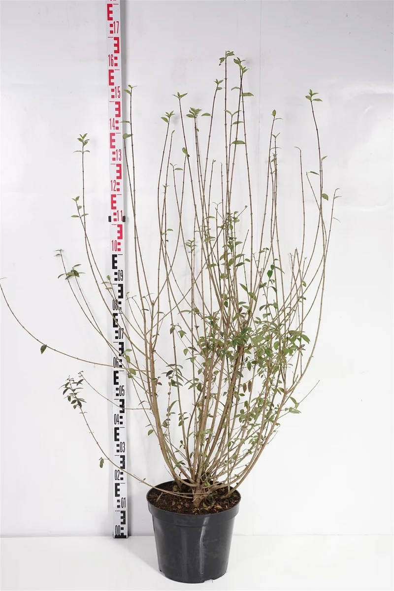 Ligustrum vulg. 'Atrovirens' C12 (12 liters kruka) 100-125 cm