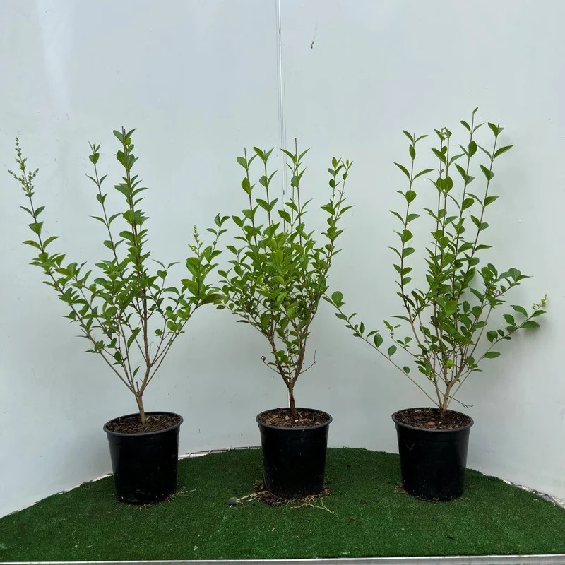 Ligustrum ovalifolium C2 (2 liters kruka) 40-60 cm