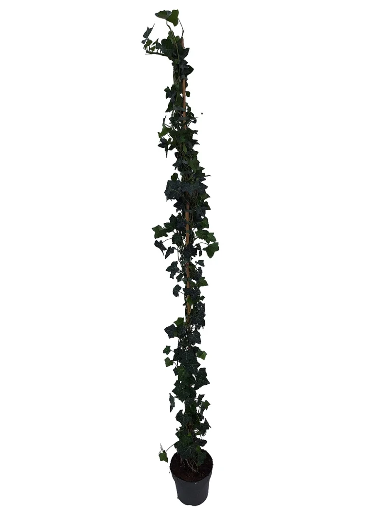 Hedera hibernica 150-175 cm C4 (4 liters kruka)