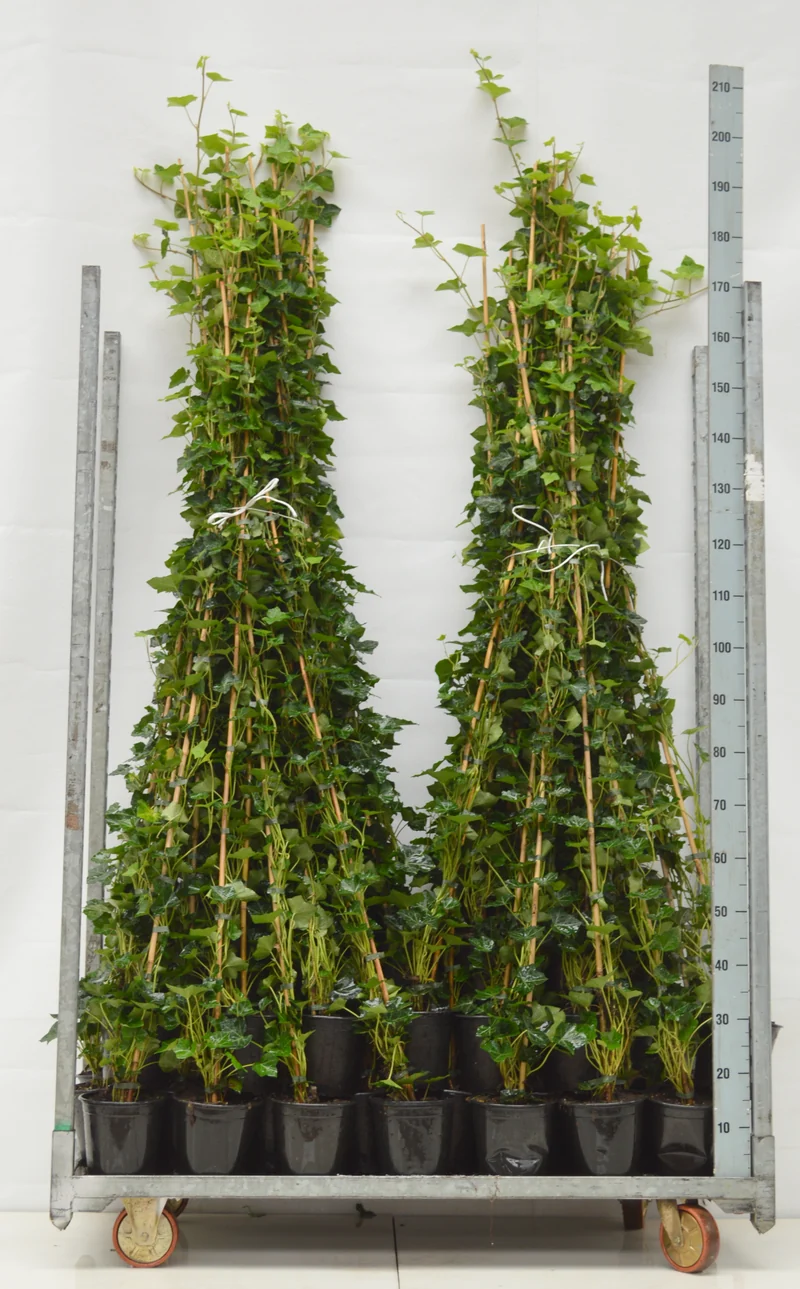 Hedera hibernica 180 cm - C2 (2 liters kruka)