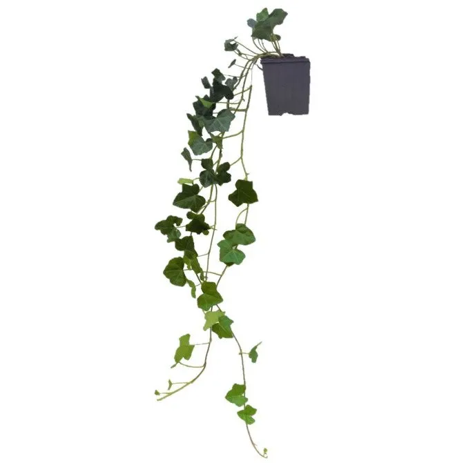 Hedera hibernica 11 cm kruka 90+ cm